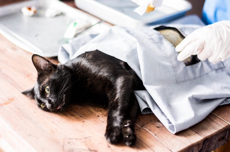 Cats surgery under anesthesia in sterilization and surgery